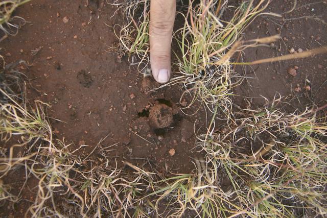 Glomeromycetes
