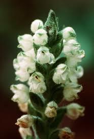 Goodyera pubescens