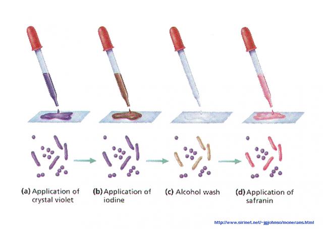 Gram-staining