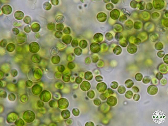 Chlorella vulgaris Beij.