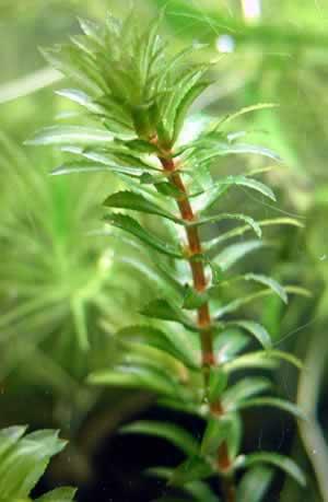 Hydrilla verticillata (L. f.) Royle