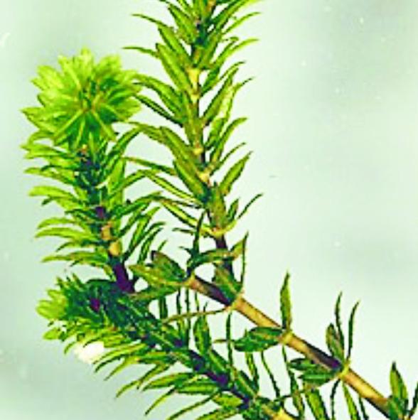 Hydrilla verticillata R. (Hydrilla)