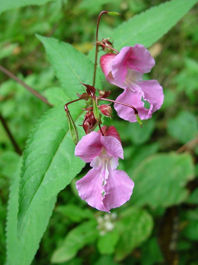 http://en.wikipedia.org/wiki/File:Impatiens_Glandulifera.jpg