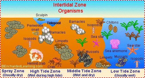 Intertidal zone