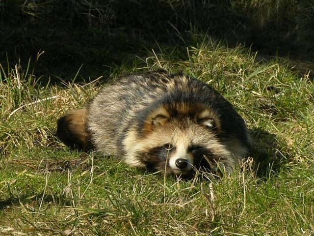 Nyestkutya (Nyctereutes procyonoides)