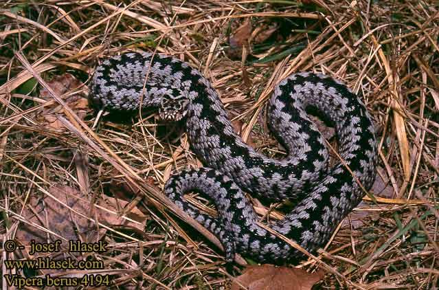 Keresztes vipera