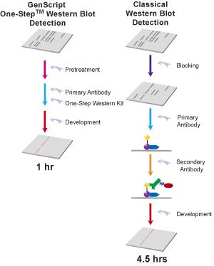 Western blot method