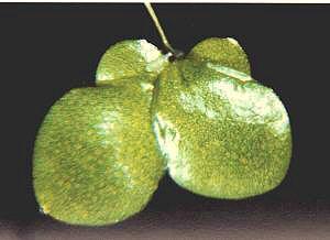Lemna gibba 