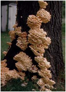 Laetiporus sulfureus 