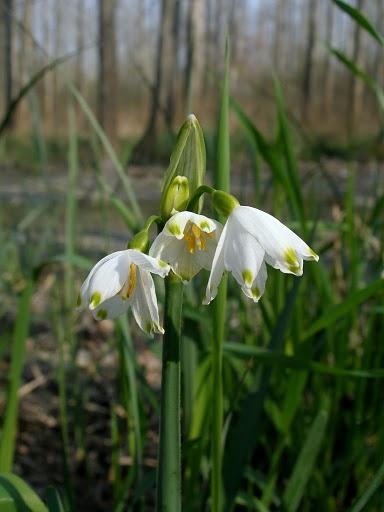 Nyári tőzike (Leucojum aestivum)