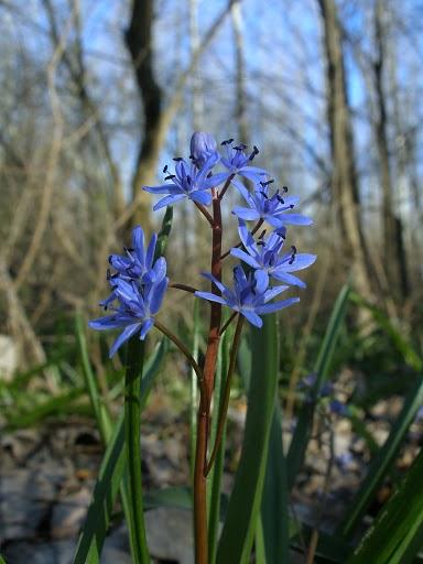 Ligeti csillagvirág (Scilla vindobonensis)