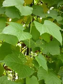 Ligeti szőlő (Vitis sylvestris)