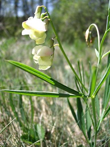 Magyar lednek (Lathyrus Pannonicus subsp. collinus)