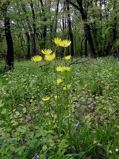 Magyar zergevirág (Doronicum hungaricum)