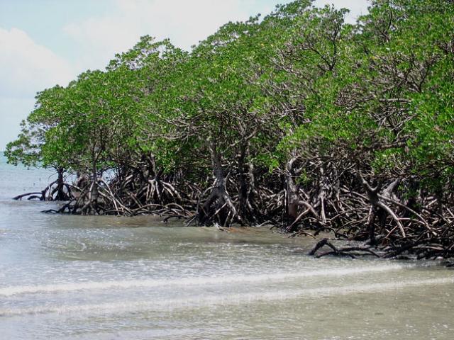 Mangrove