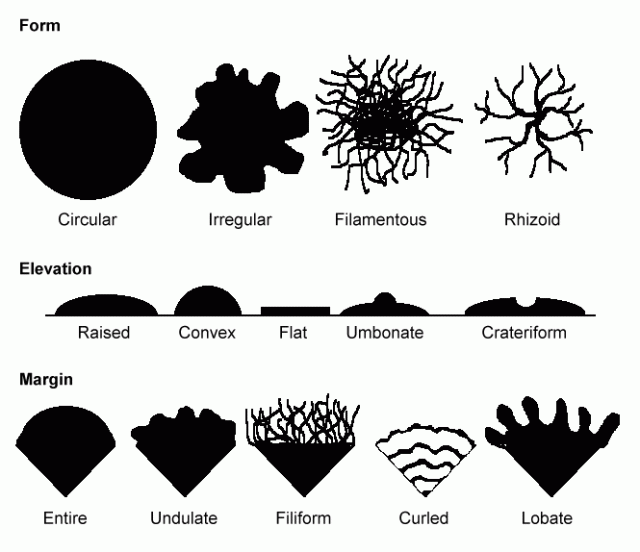 Macromorphological properties of bacterium colonies