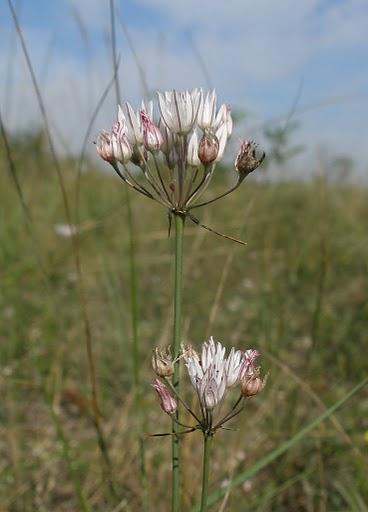 Pézsmahagyma (Allium moschatum)