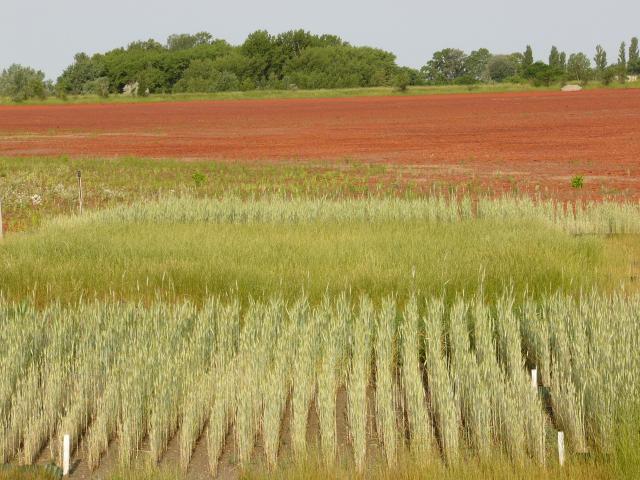 Revegetation experiments on the red mud storage dam at  Almásfüzitő, Hungary  