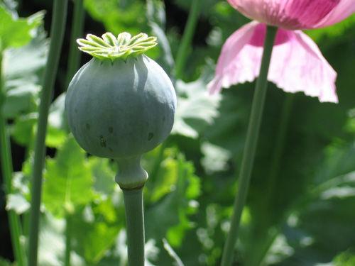 Mák, termesztett (Papaver somniferum)