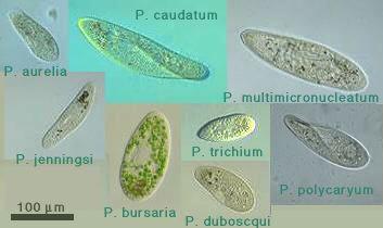 http://protist.i.hosei.ac.jp/PDB/images/Ciliophora/Paramecium/Paramecia.jpg