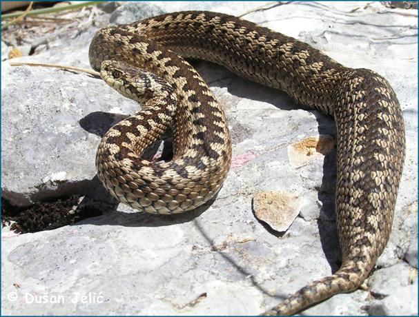 Parlagi vipera