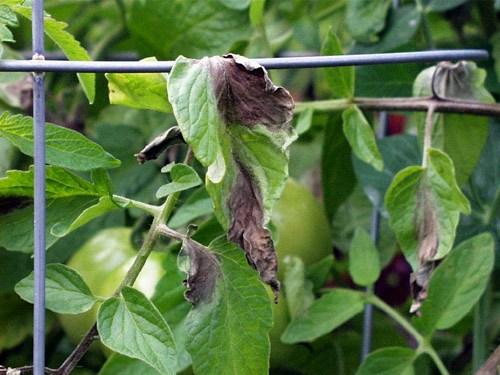 Phytophthora infestans