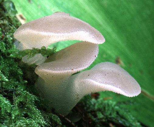 Kocsonyás álgereben (Pseudohydnum gelatinosum)