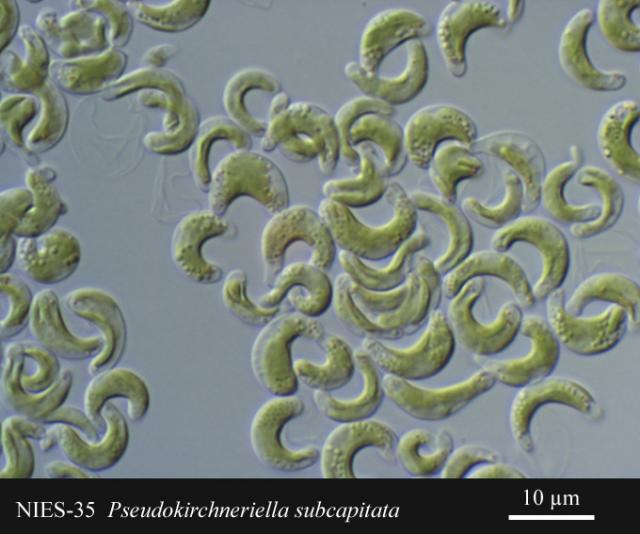 Pseudokirchneriella subcapitata egysejtű édesvízi alga