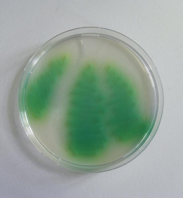 Cetrimid agar