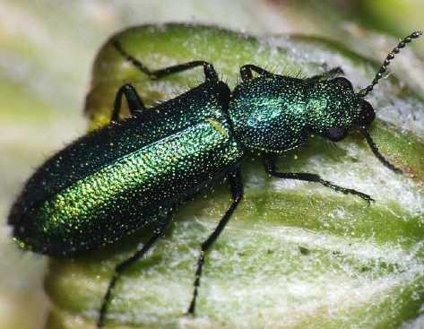 Psilothrix viridicoerulens