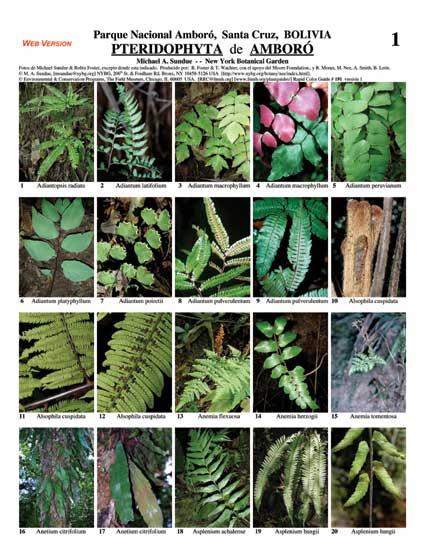 Pteridophyta