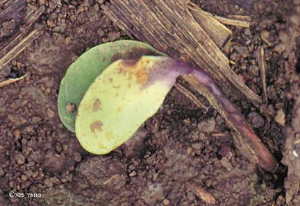 Pythium debaryanum