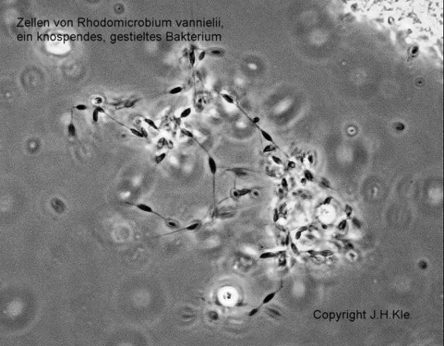 Rhodomicrobium vannielii 