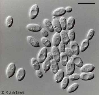Rhodotorula