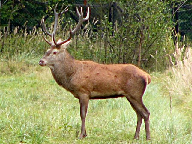 Deer (Cervus elaphus)