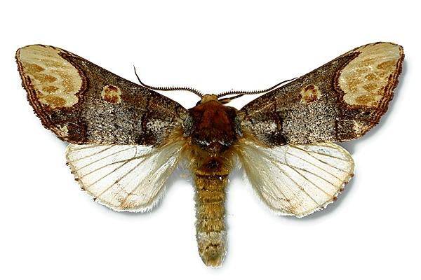 Sárgaholdas púposszövő