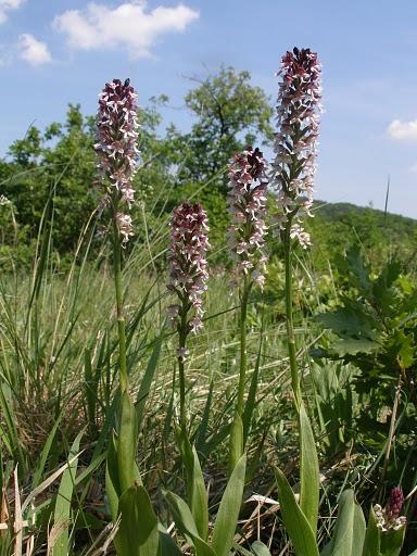 Sömörös kosbor (Orchis ustulata)