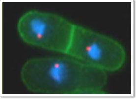 http://yeast.lab.nig.ac.jp/nig/index_en.html