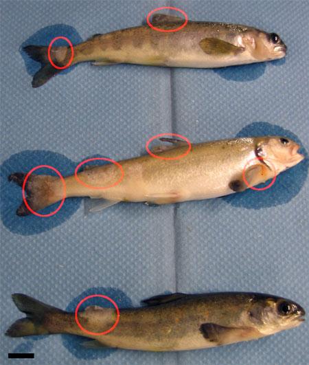 Saprolegnia parasitica