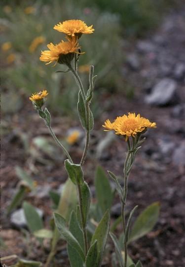 Selymes perenizs (Inula oculus-christi)