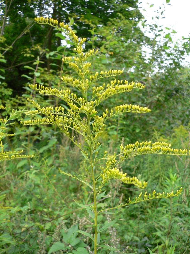 Solidago canadensis 