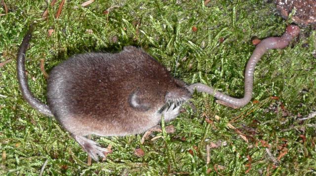 Sorex araneus
