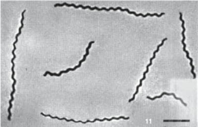 Spirochaeta halophila