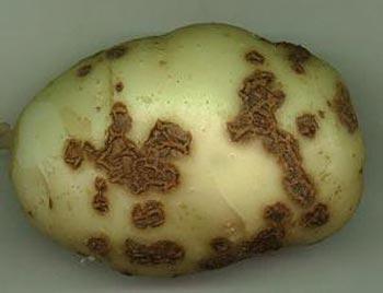 Spongospora fajok