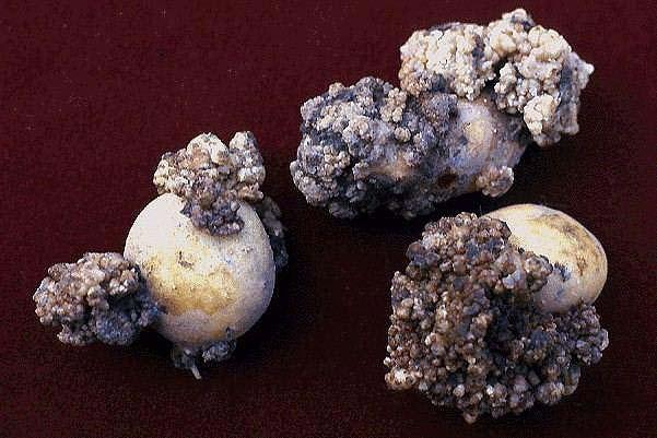 Synchytrium endobioticum, a burgonyarák okozója