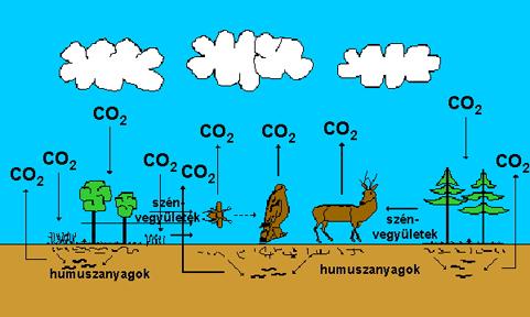 A szén körforgása a természetben