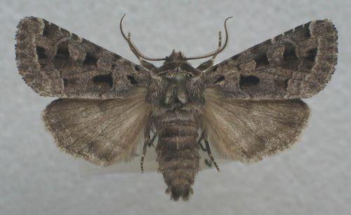 Sziki ürömbagoly