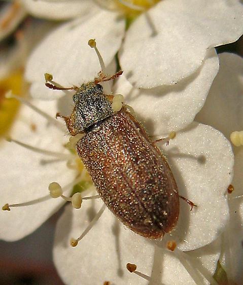 Xerasia grisescens