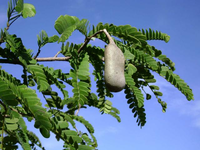 http://en.wikipedia.org/wiki/File:Tamarindus_indica,_leaves,_pod.jpg