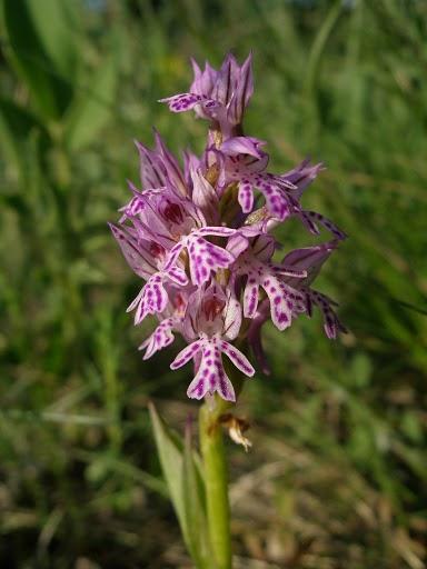 Tarka kosbor (Orchis tridentata)